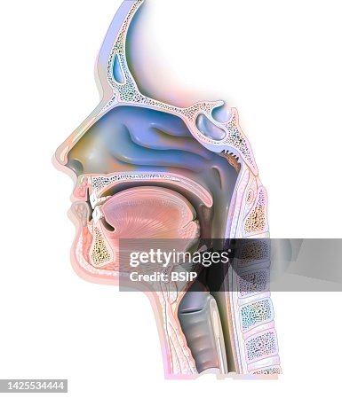 Orl Notes Orl Drawing High-Res Vector Graphic - Getty Images
