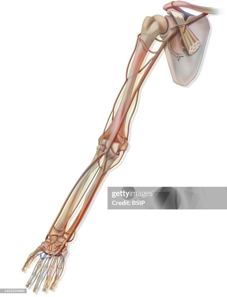 Blood circulation