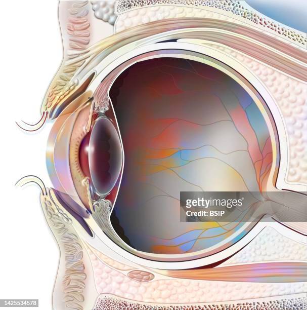 eye drawing - anterior chamber stock illustrations