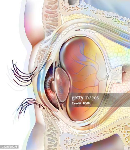 eye drawing - choroid stock-grafiken, -clipart, -cartoons und -symbole