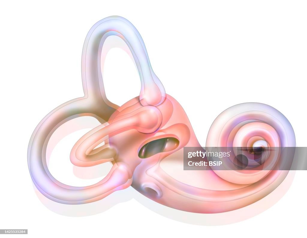 Inner ear drawing