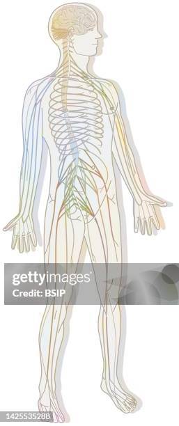 nerve system drawing - plexus cervicalis stock-grafiken, -clipart, -cartoons und -symbole