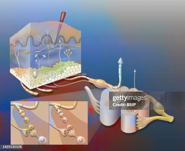 pain drawing - peripheral nervous system stock illustrations