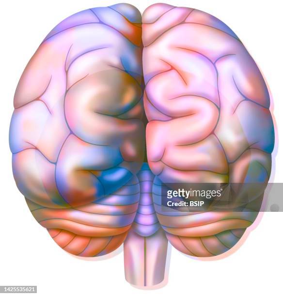 illustrazioni stock, clip art, cartoni animati e icone di tendenza di brain lobe - emisfero cerebrale destro