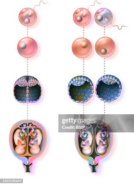 twins drawing - identical twins stock illustrations