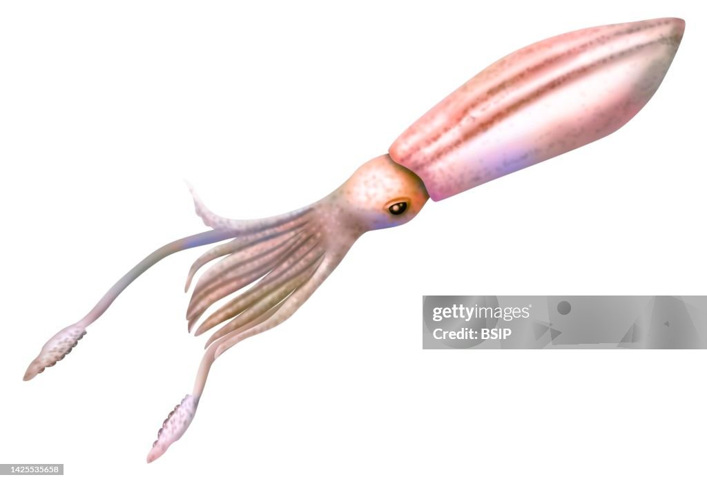 Squid drawing