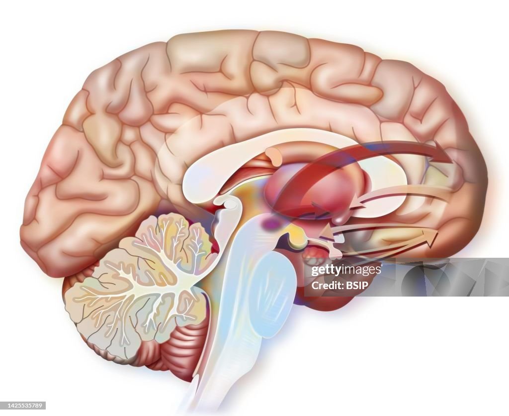 Brain drawing