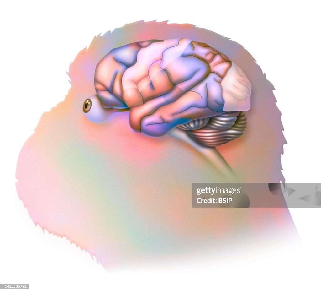 Chimpanzee brain drawing