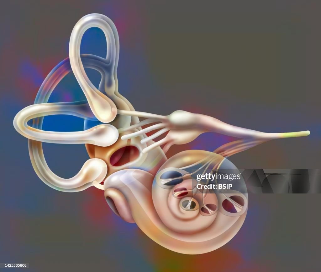 Inner ear drawing