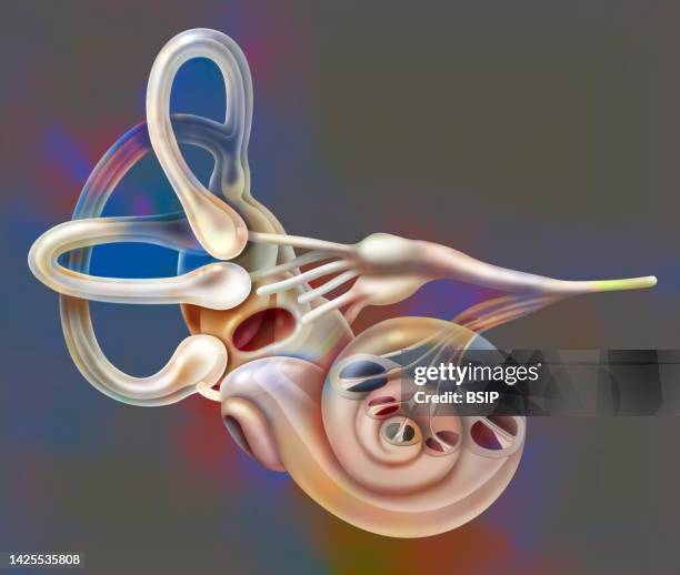 inner ear drawing - audition stock illustrations