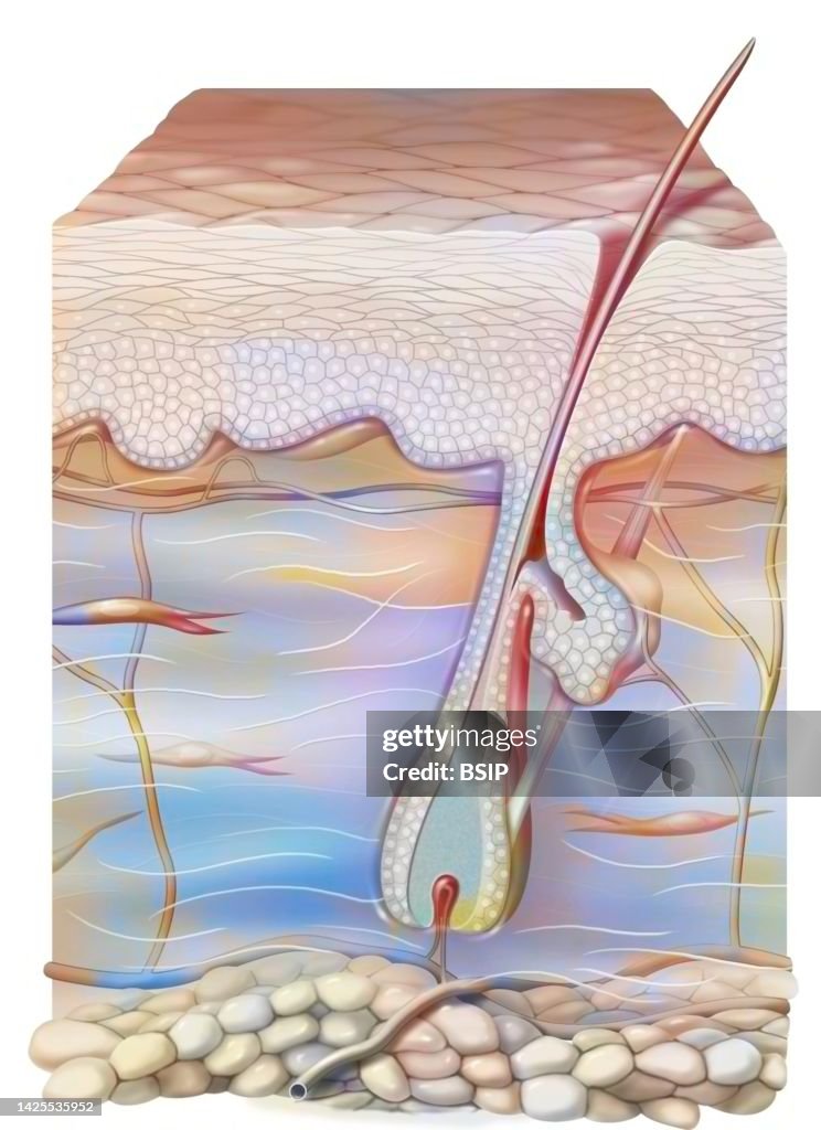 Skin drawing