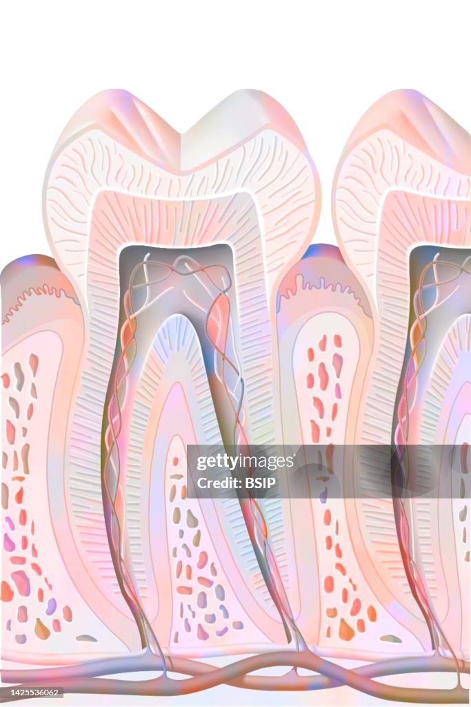 Tooth Drawing High-Res Vector Graphic - Getty Images