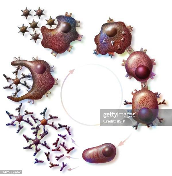 immunology - plasma cell stock illustrations