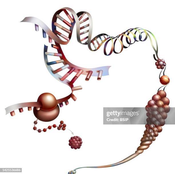 ilustrações de stock, clip art, desenhos animados e ícones de dna compaction - transcrição