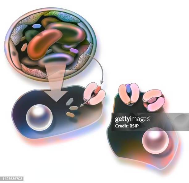 glucose transport drawing - membrane stock illustrations
