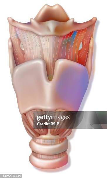 larynx drawing - epiglottis stock-grafiken, -clipart, -cartoons und -symbole