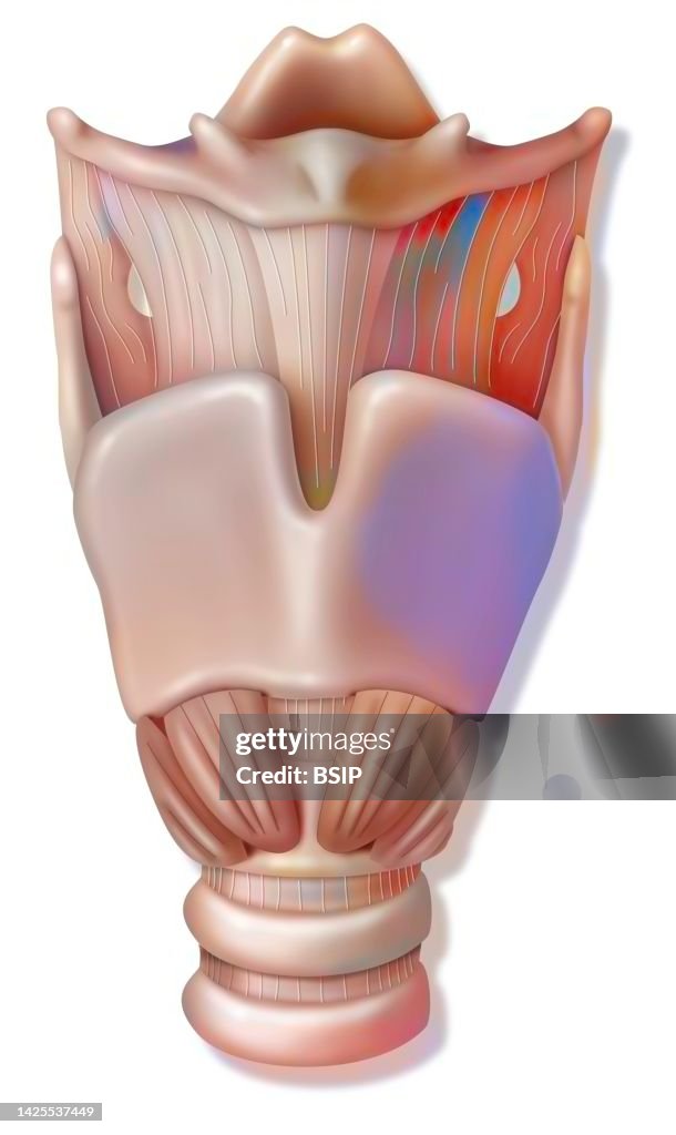 Larynx drawing