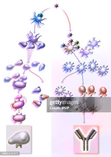 stockillustraties, clipart, cartoons en iconen met immunity drawing - macrophage