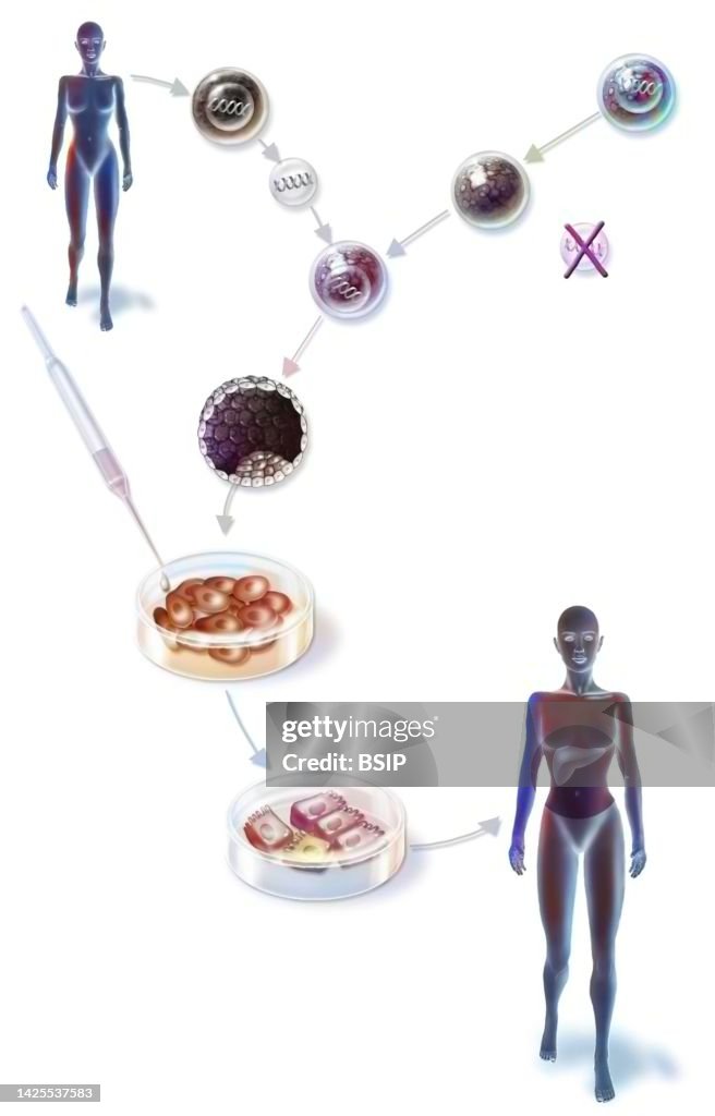 Cell Therapy Graphics Examples Cell Therapy Drawing High-Res Vector Graphic - Getty Images