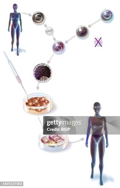 cell therapy drawing - bone marrow transplant stock illustrations