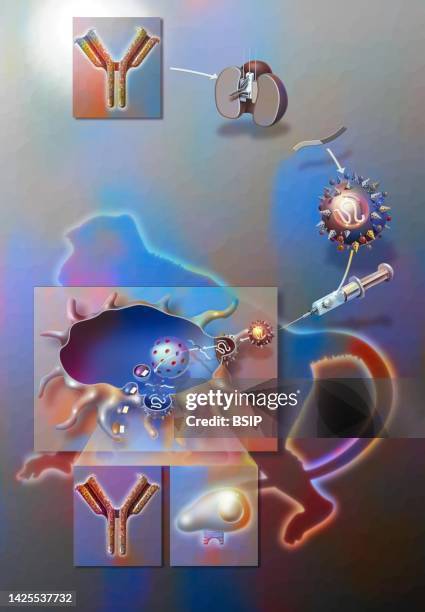 Mononuclear 79 Mononuclear Cell Stock Photos, High-Res Pictures, and Images - Getty ...