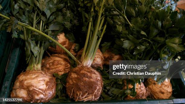 celeriac - celeriac ストックフォトと画像