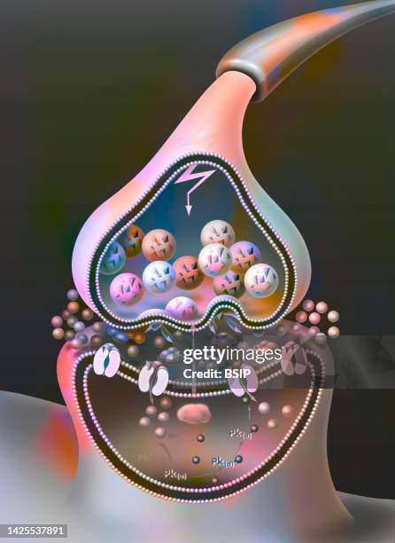 synapse - synaptic vesicle stock illustrations