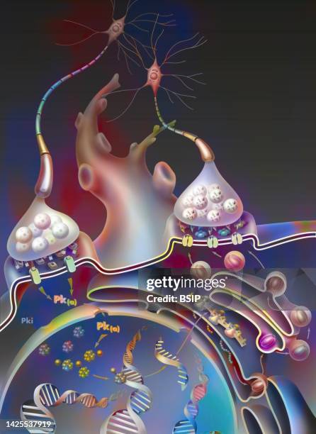 synapse - synaptic vesicle stock illustrations