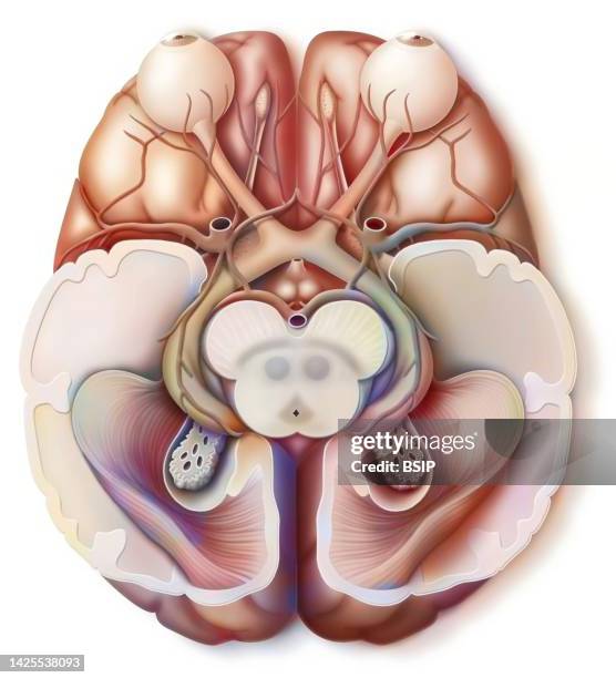 ilustrações de stock, clip art, desenhos animados e ícones de meaning of vision - córtex visual