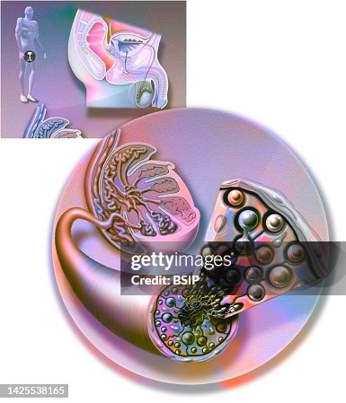 Spermatogenesis drawing Spermatogenesis drawing