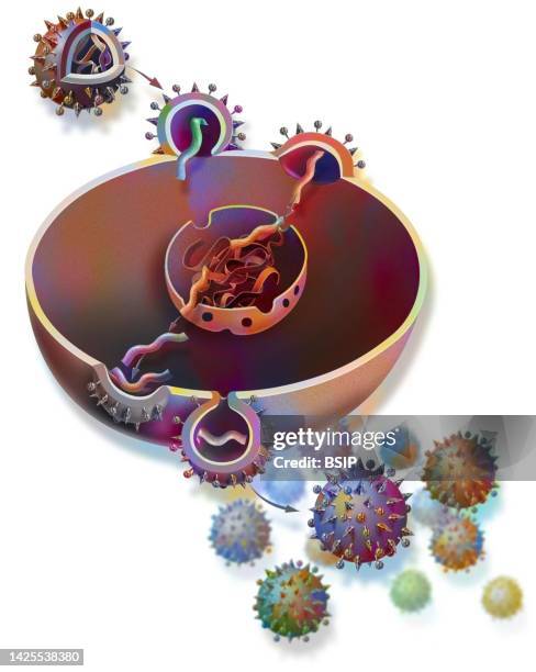 Lymphocyte Draw 36 Lymphocytes Drawing Stock Photos, High-Res Pictures, and Images ...