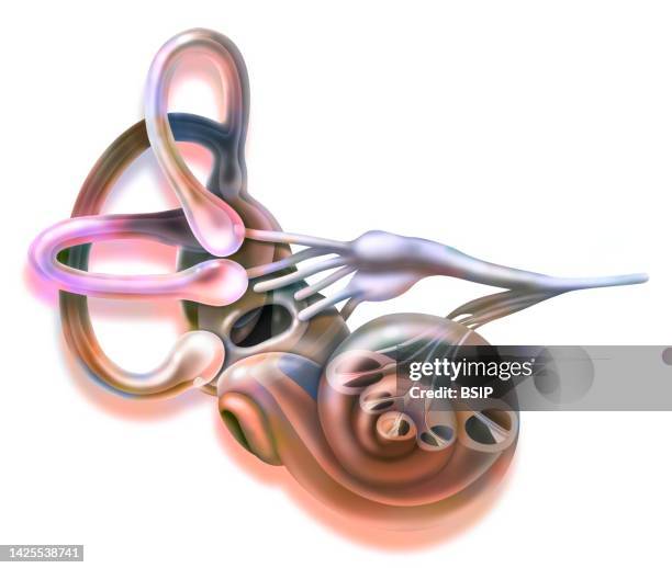 ilustraciones, imágenes clip art, dibujos animados e iconos de stock de inner ear drawing - cranial nerve