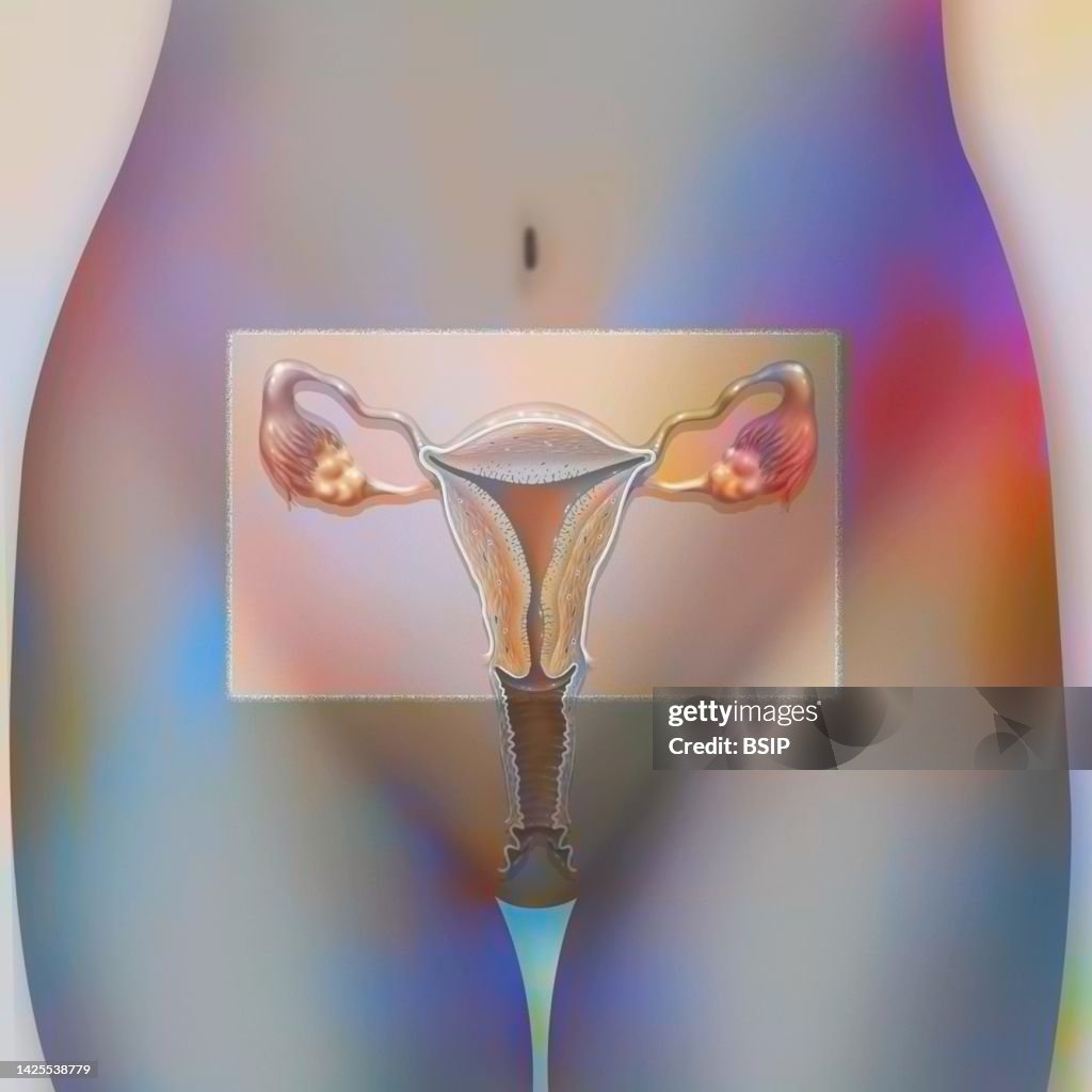 Female reproductive system drawing