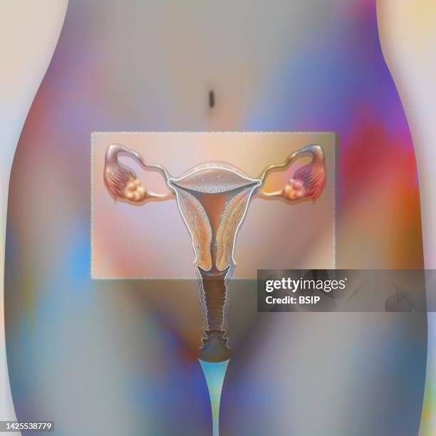 female reproductive system drawing - myometrium stock illustrations