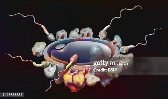 Fertilization drawing Fertilization drawing