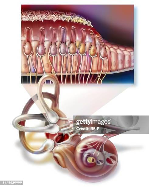 macula drawing - ciliated epithelium stock illustrations