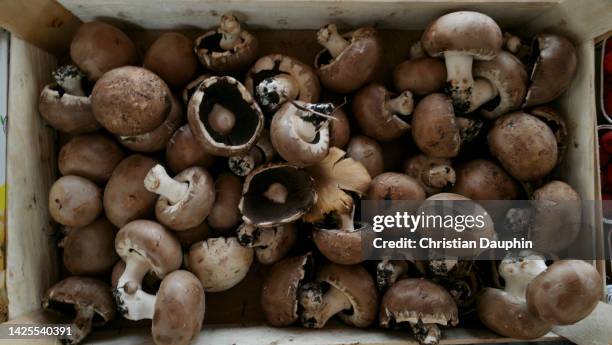 mushrooms - boletus reticulatus stock pictures, royalty-free photos & images