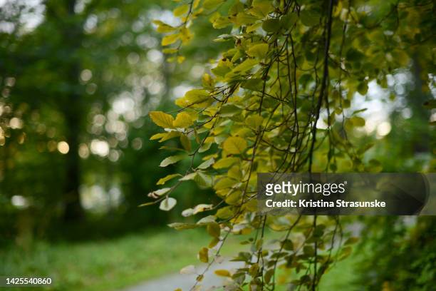 branches with yellow autumn leaves - sept bildbanksfoton och bilder