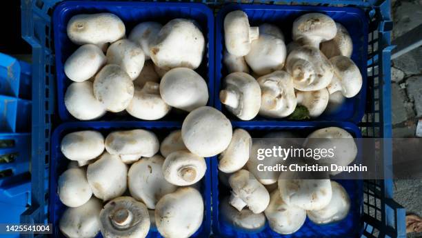 mushrooms - boletus reticulatus stock pictures, royalty-free photos & images