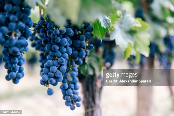 ripe grapes hanging on the vine at bordeaux region vineyards - vineyard leafs foto e immagini stock