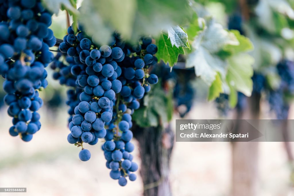 Ripe grapes hanging on the vine at Bordeaux region vineyards