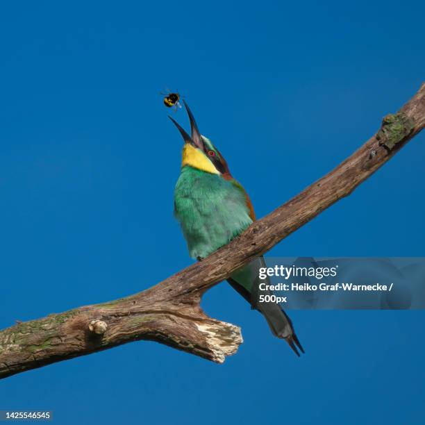 low angle view of bee perching on branch against clear blue sky,germany - bee eater stock pictures, royalty-free photos & images