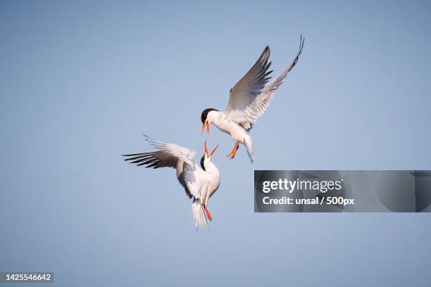 low angle view of birds flying against clear sky,turkey - アジサシ ストックフォトと画像