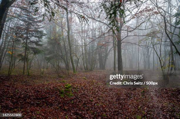 trees in forest during autumn,verdun,france - lotharingen stockfoto's en -beelden