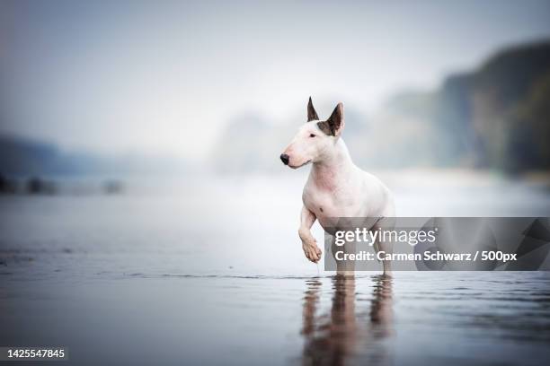 close-up of bull terrier running on shore at beach - bull terrier stock-fotos und bilder