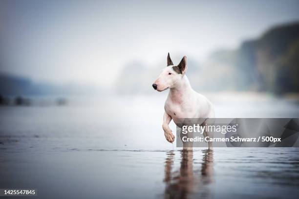 close-up of bull terrier running on shore at beach - bullterrier bildbanksfoton och bilder