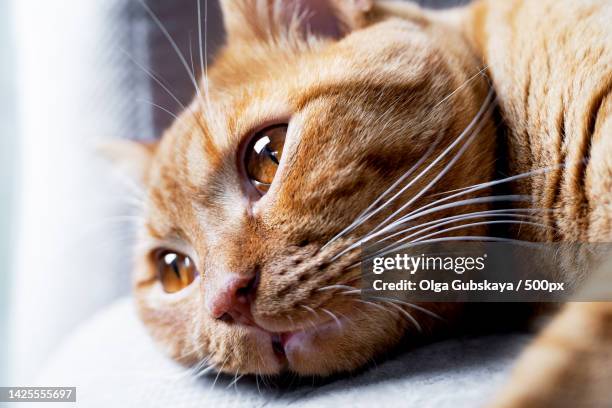 tabby red cat lies with open eyes on the sofa - ginger cat stock pictures, royalty-free photos & images