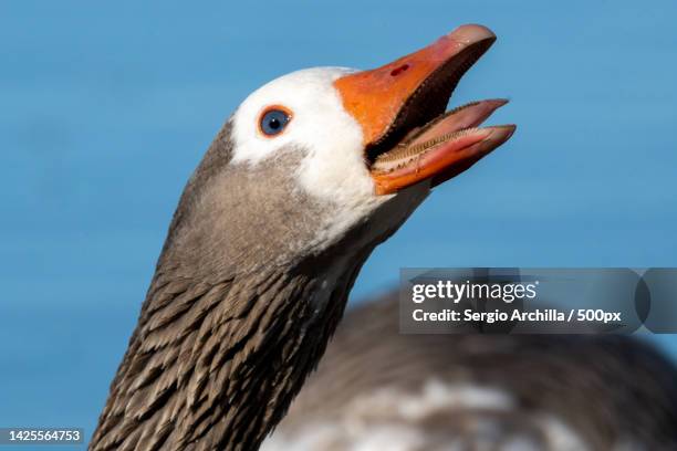 close-up of greylag goose against clear sky,laguna del burro,buenos aires province,argentina - graugans stock-fotos und bilder