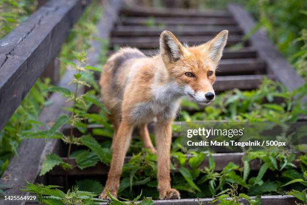 portrait of red fox standing on field - rabies stock pictures, royalty-free photos & images