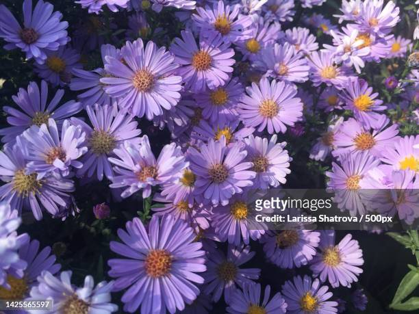 high angle view of purple flowering plants - annuals stock pictures, royalty-free photos & images